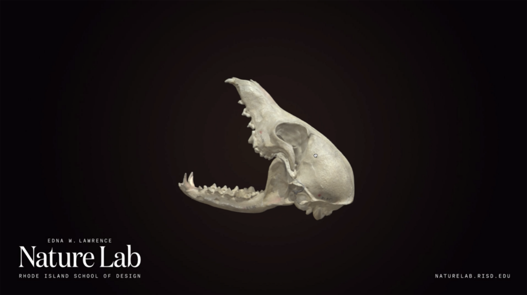Sketchfab demo_grey fox skull © Ben Gagliardi