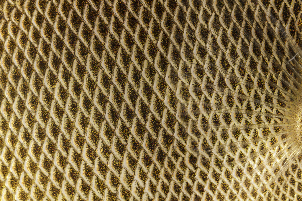 Close-up of fish scales and Tiger Beetle© Stefan Seibert © Ben Gagliardi